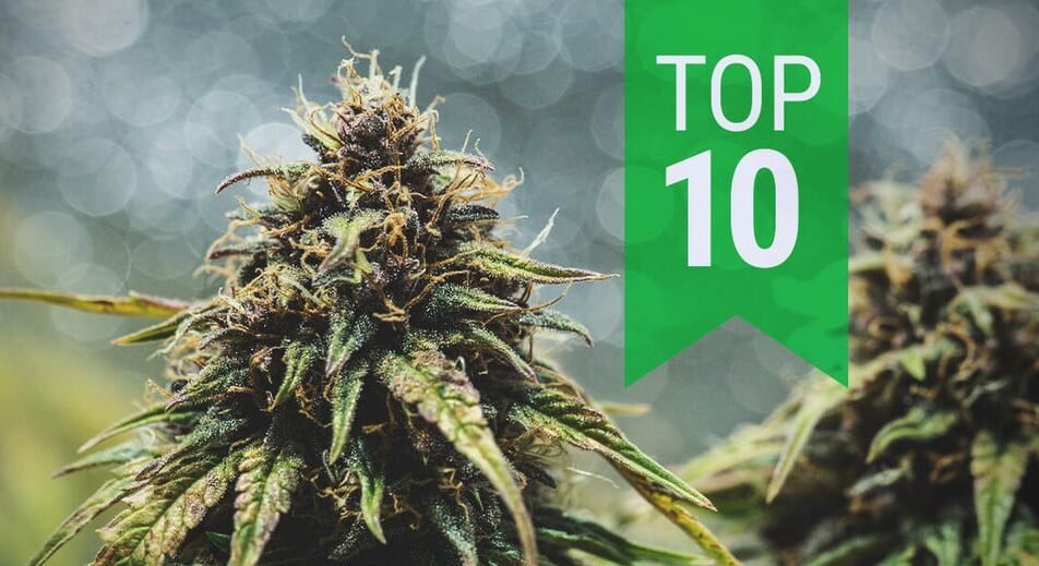 Les 10 variétés de cannabis les plus populaires