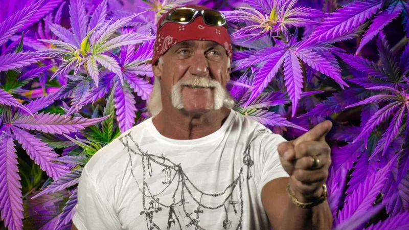 Le Secret de Hulk Hogan Révélé : Le THC et le CBD, des Alliés pour sa Santé et son Bien-être