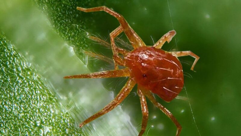 Araignée rouge : prévention et élimination du ravageur dans la culture de cannabis