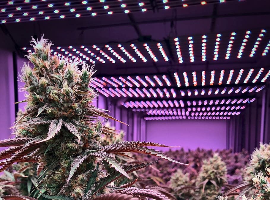 big bud cannabis