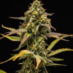 Graine de Cannabis Hyperion F1