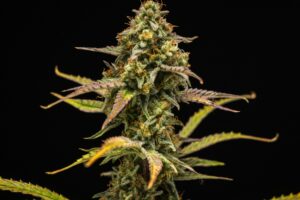 Graine de Cannabis Hyperion F1